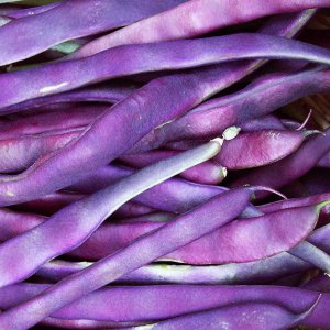 fasola-purple-teepee