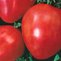 pomidor-bawole-serce