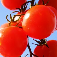 pomidor-malinowy-kujawski