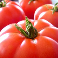pomidor-malinowy-warszawski